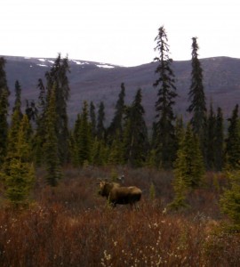 Moose on gray day in Denali