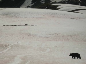 Harding Icefield Bear