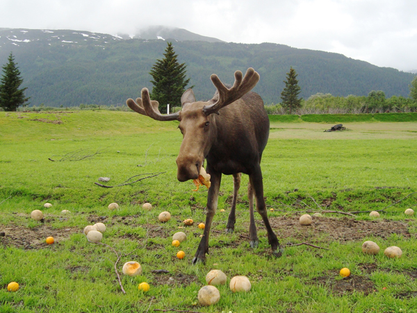 Moose eating cantalope