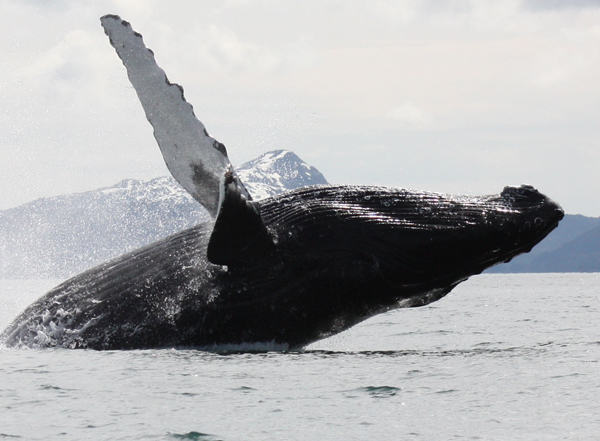 Humpback Whale Prince William Sound