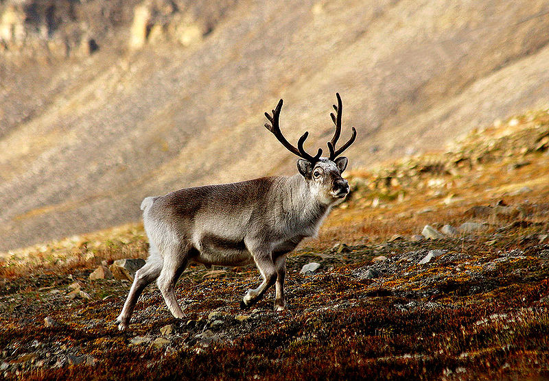 caribou