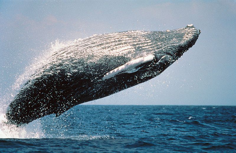 humback-whale