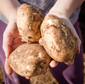 A woman's hands holding three large potatoes harvested in Palmer, Alaska