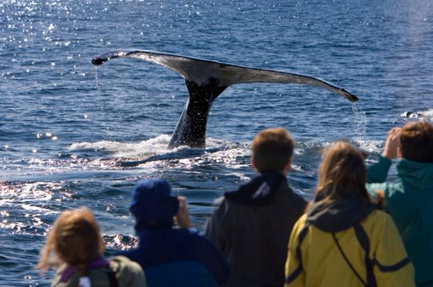 a crowd of people watching a nearby whale tale re-enter the water