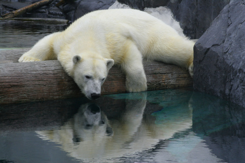 a polar bear laying on a log peering into the water below