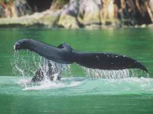 Whale Tail