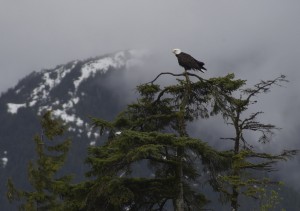 A bald eagle sits in a tree