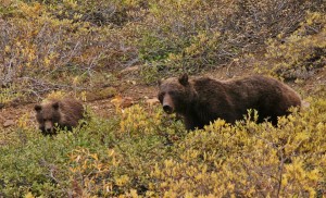 Two grizzly bears walk in Denali National Park