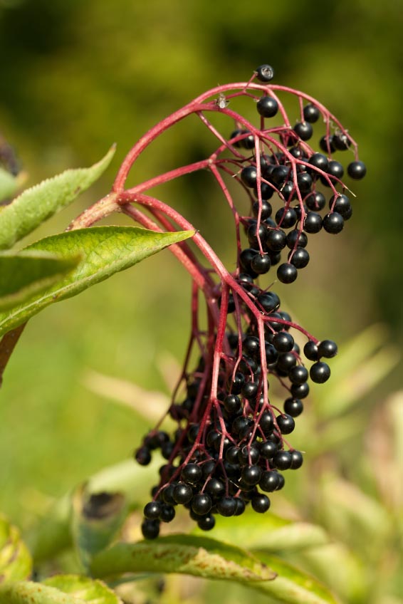 elderberry