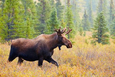 Moose in Denali National Park