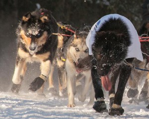 Huskies