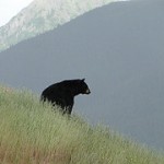 A black bear