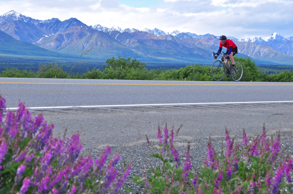man riding bicycle with fireweed in foreground, Princess Alaska Lodges