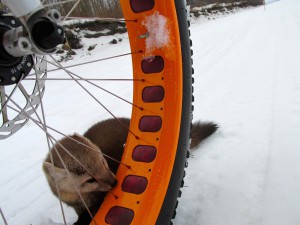 A fox checks out the bike