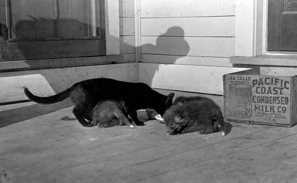Fox pups being raised by a cat