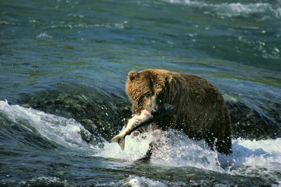 Bear fishing in a river with a salmon in its mouth