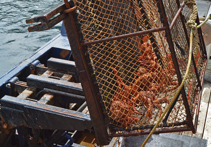 600 pound crab pots are raised by a hydraulic lift.