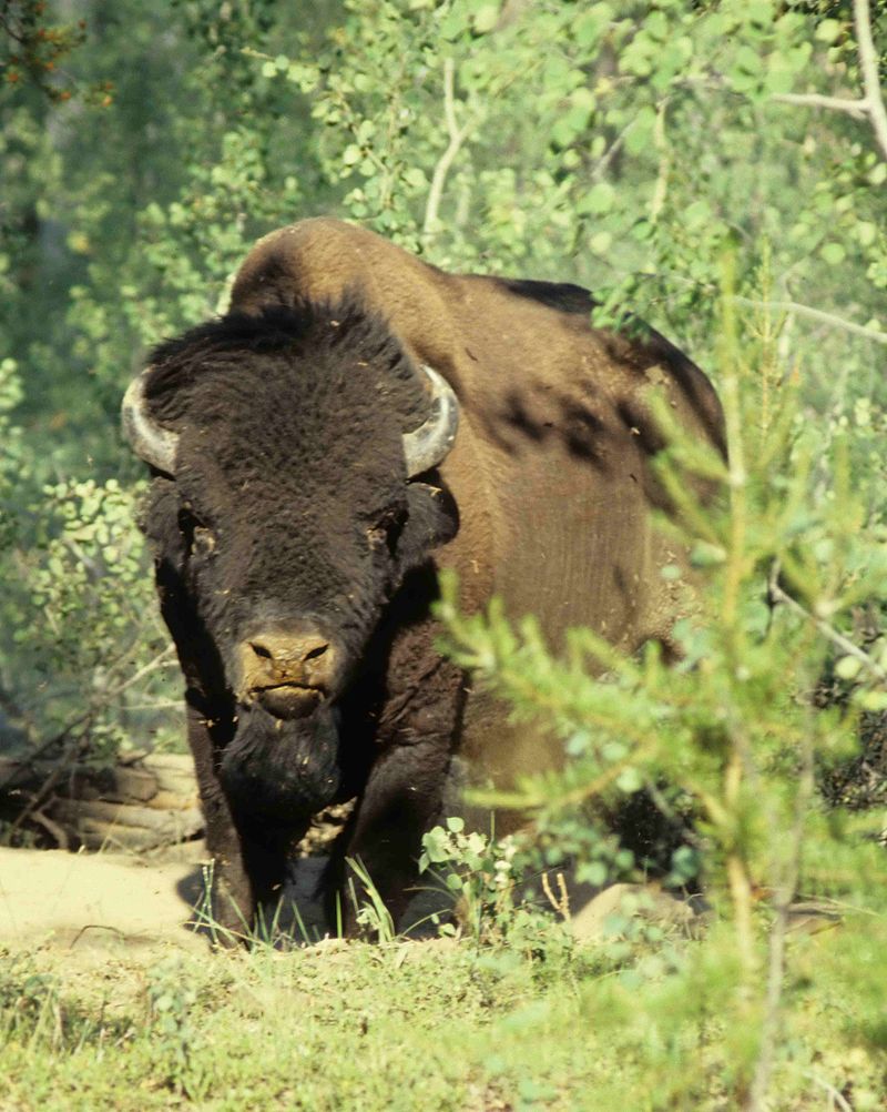 Wood Bison Alberta