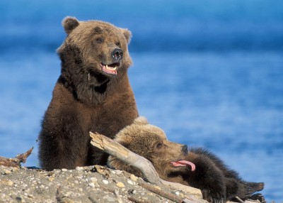 Mama bear and cub in front of water in Alaska