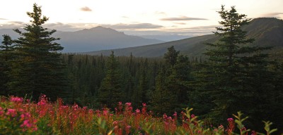 Alaska Meadow Flowers Overlooking Valley and Mountain