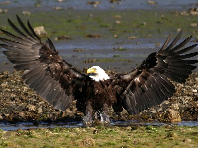 Bald eagle taking off out of water in Alaska