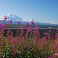 Driving in Alaska