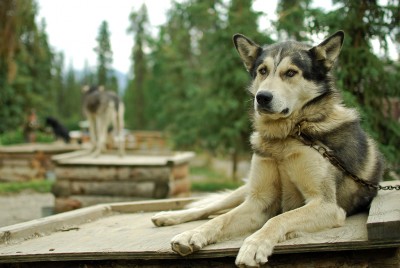 Mushing in Alaska