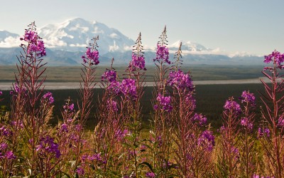 View of Denali in the distance with purple meadow flowers in the foreground