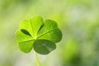 a four-leaf clover