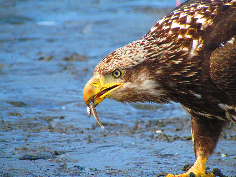A bald eagle eats a fish
