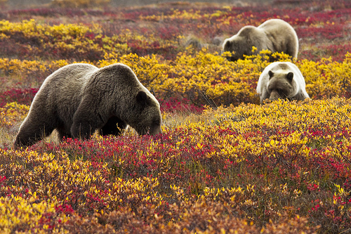 Grizzly bears in Denali National Park