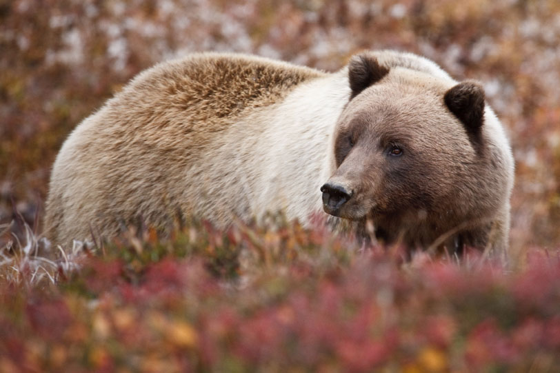 A bear in Denali National Park