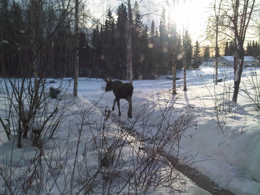 Moose at Princess Lodge