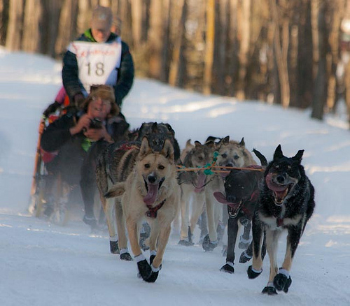 Last musher brings dogs over Alaska's Iditarod finish line