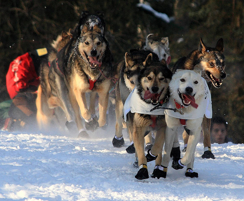 Dog Sledding In Alaska, Experience Mushing Like An…