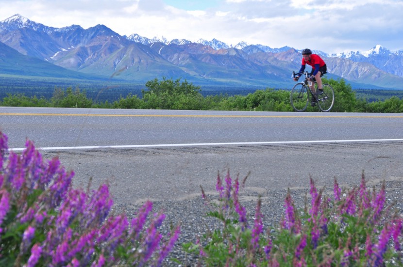 A cyclist rides on the road past fireweed