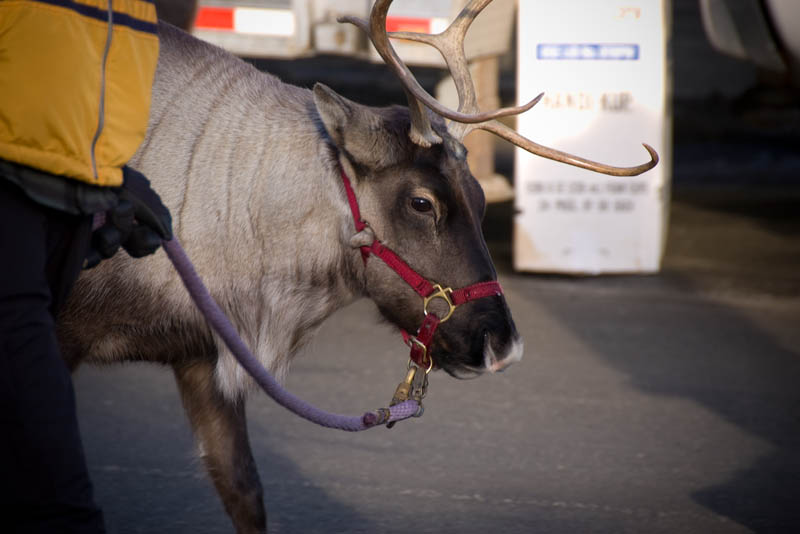 A reindeer