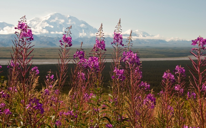 Fireweed with Denali in the background