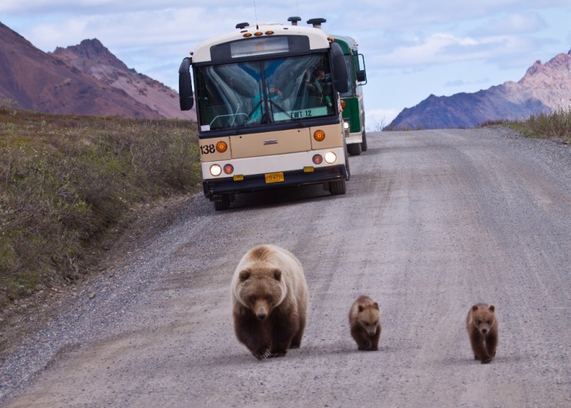 A mother bear and two cubs walk in front of a bus in Denali National Park