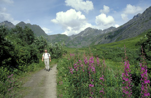 A hiker in Denali State Park