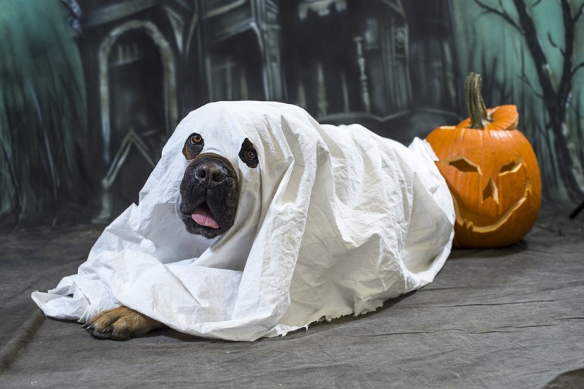 A dog wears a sheet as a ghost costume