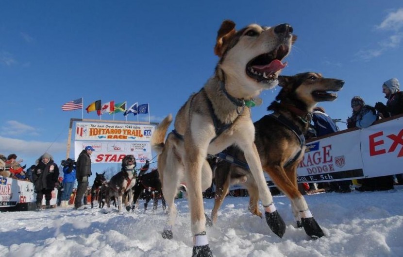 how far can sled dogs travel in a day