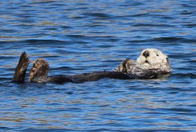 A sea otter floats in the water