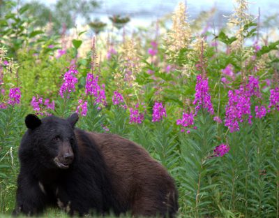 A black bear