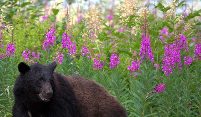 Why Bears?