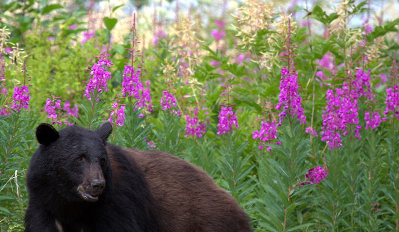 A black bear