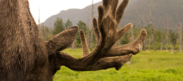 Alaskan moose photo from behind right antler