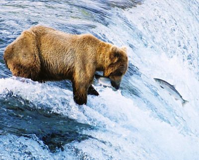 Bear at Katmai National Park