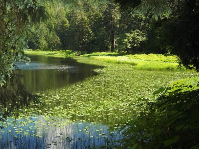 Lake in Tongass Rainforest