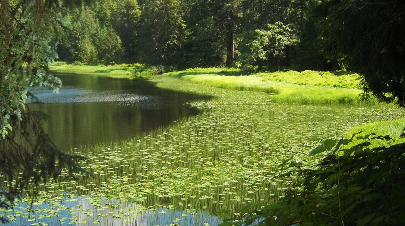 Lake in Tongass Rainforest